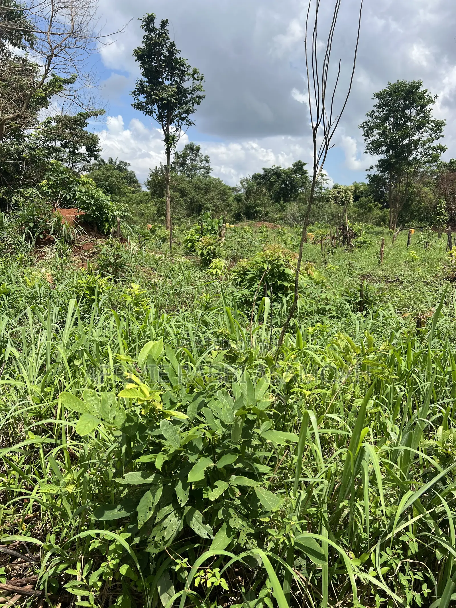100 by 100 Feet Land for Sale at Kwanhoma Bedaase