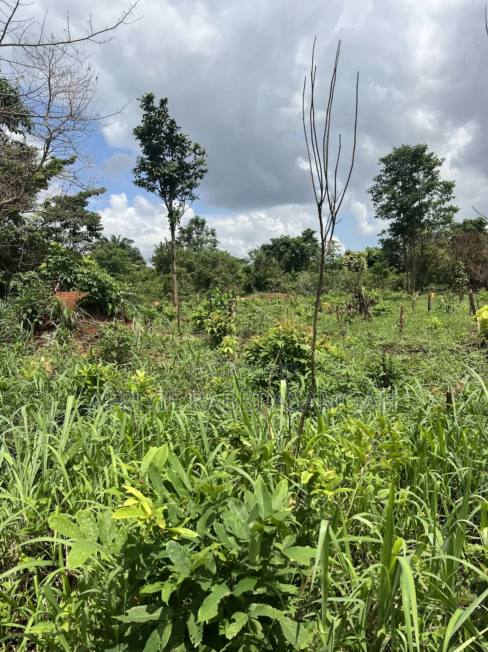 100 by 100 Feet Land for Sale at Kwanhoma Bedaase