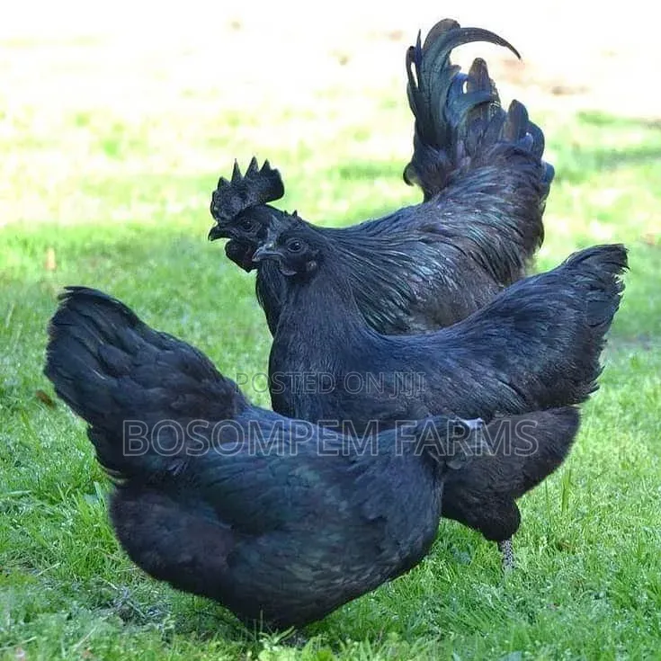 Ayam Cemani Chicken