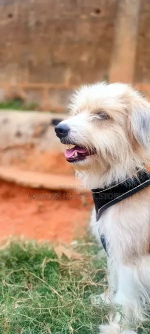 1+ year Male Mixed Breed Dog