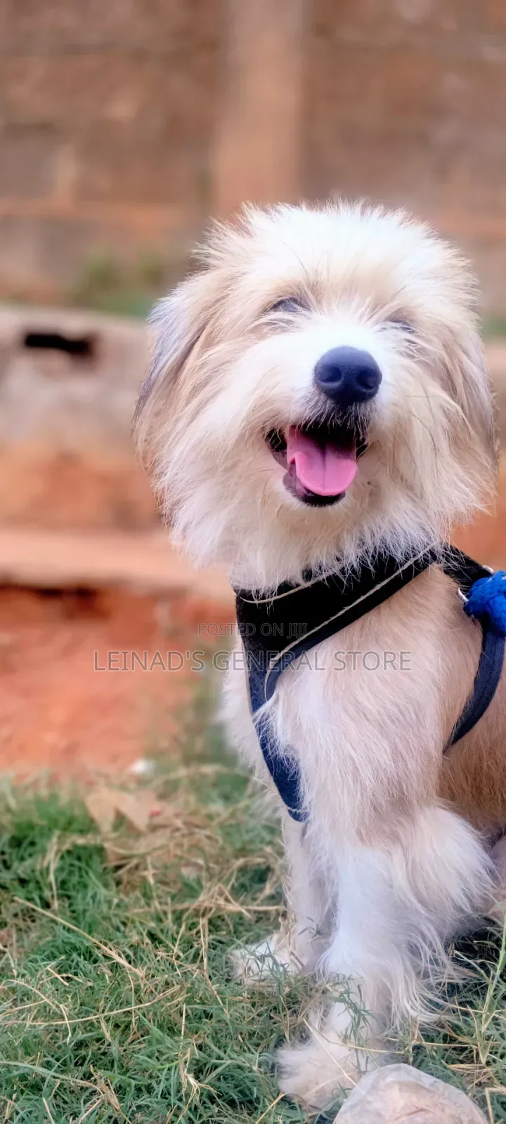 1+ year Male Mixed Breed Dog
