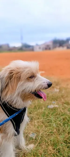 1+ year Male Mixed Breed Dog