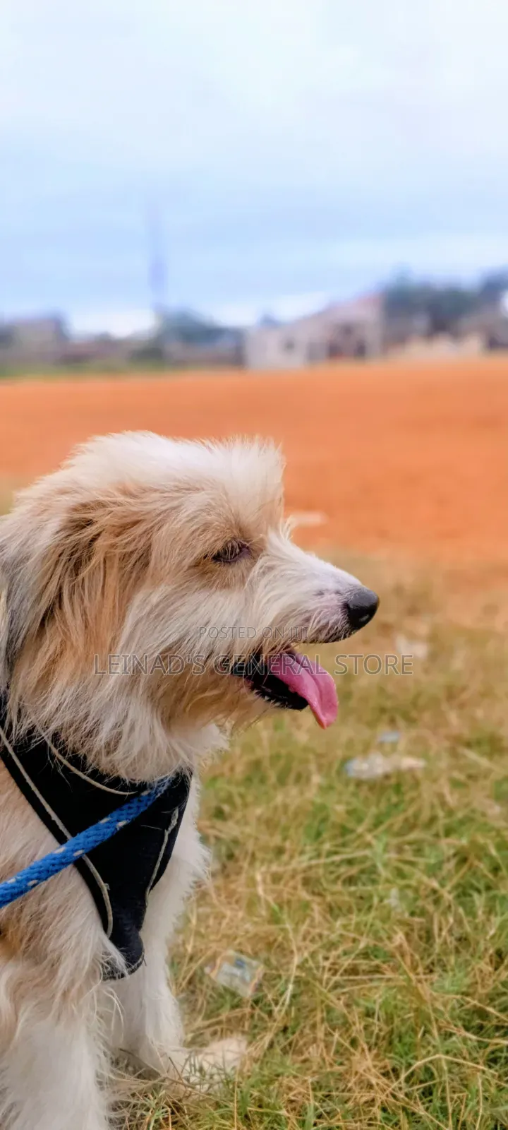 1+ year Male Mixed Breed Dog