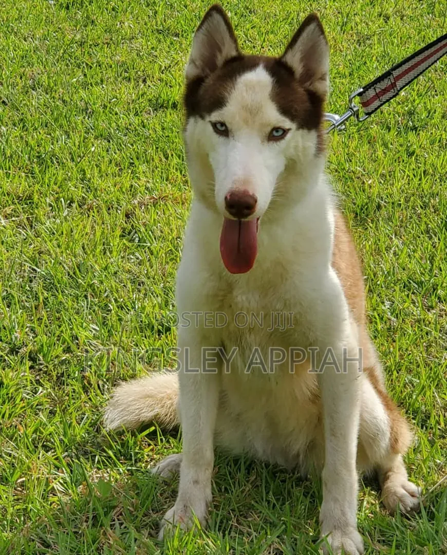 3-6 months Female Purebred Siberian Husky
