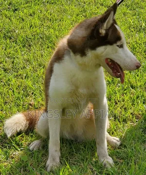 3-6 months Female Purebred Siberian Husky