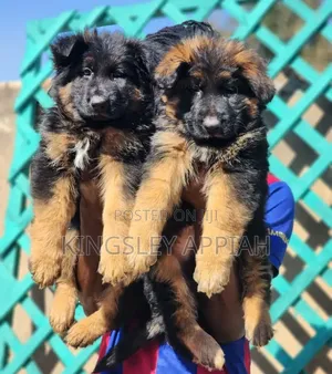 1-3 months Male Purebred German Shepherd