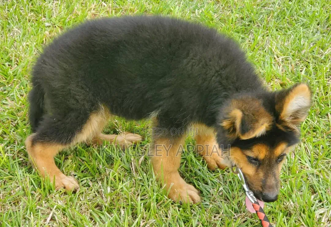 1-3 months Male Purebred German Shepherd