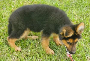 1-3 months Male Purebred German Shepherd