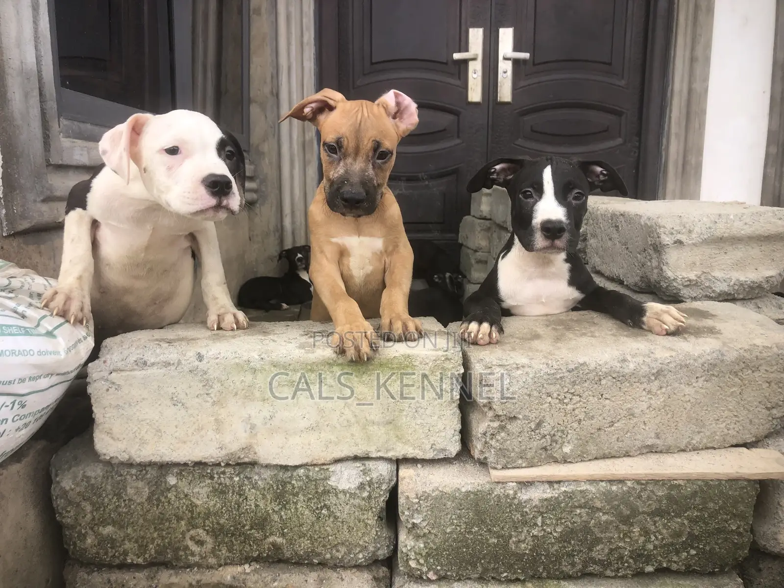 3-6 months Male Purebred American Pit Bull Terrier