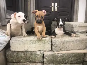 3-6 months Male Purebred American Pit Bull Terrier