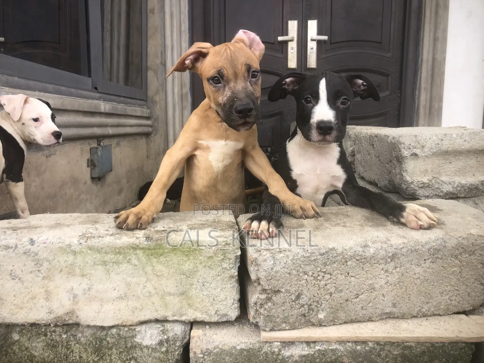 3-6 months Male Purebred American Pit Bull Terrier