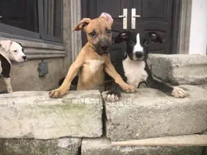 3-6 months Male Purebred American Pit Bull Terrier
