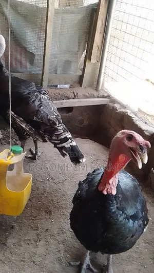 Male Foreign Turkeys (Broad Breasted Bronze) for Sale.