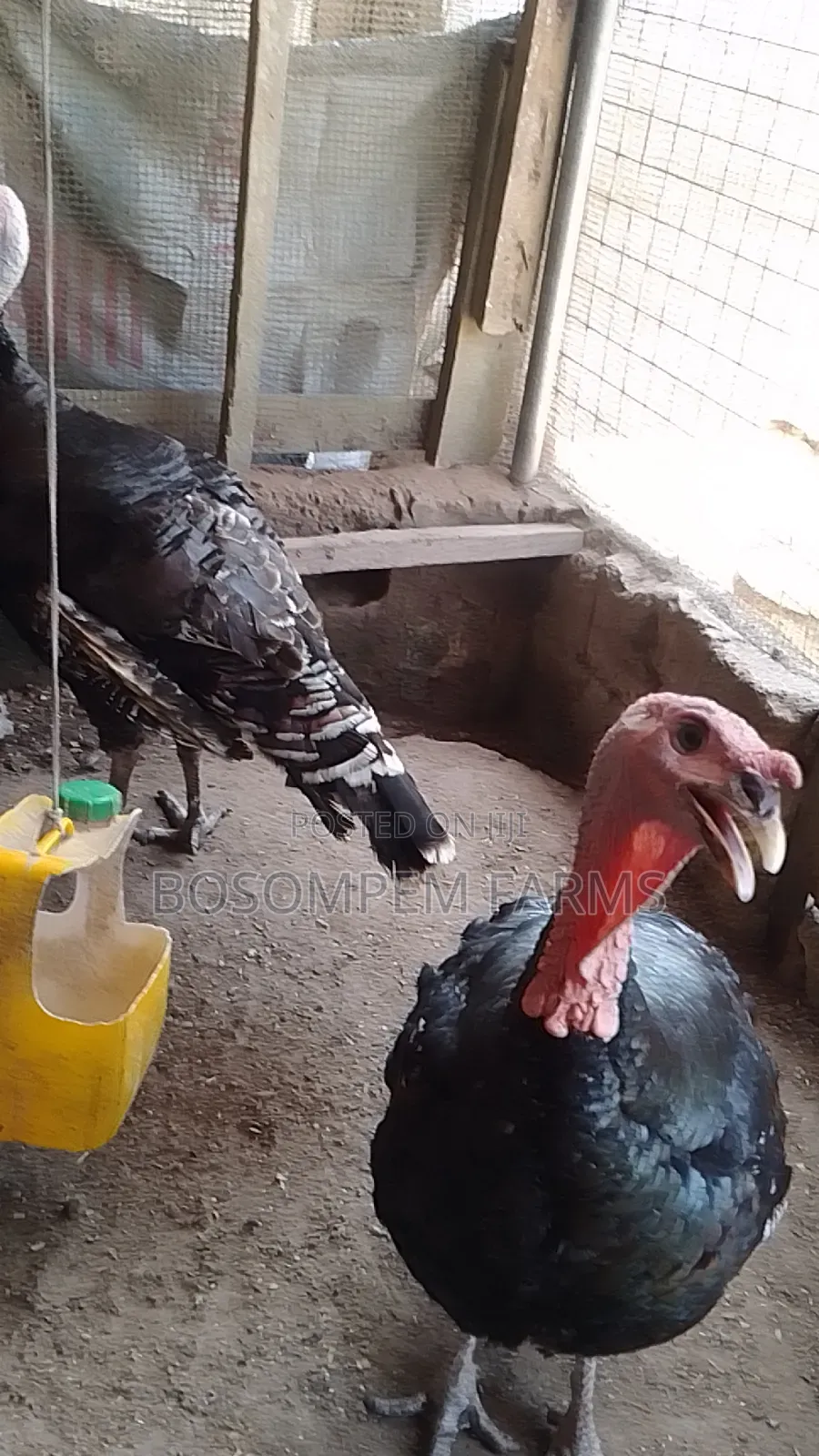 Male Foreign Turkeys (Broad Breasted Bronze) for Sale.