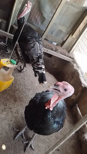 Male Foreign Turkeys (Broad Breasted Bronze) for Sale.