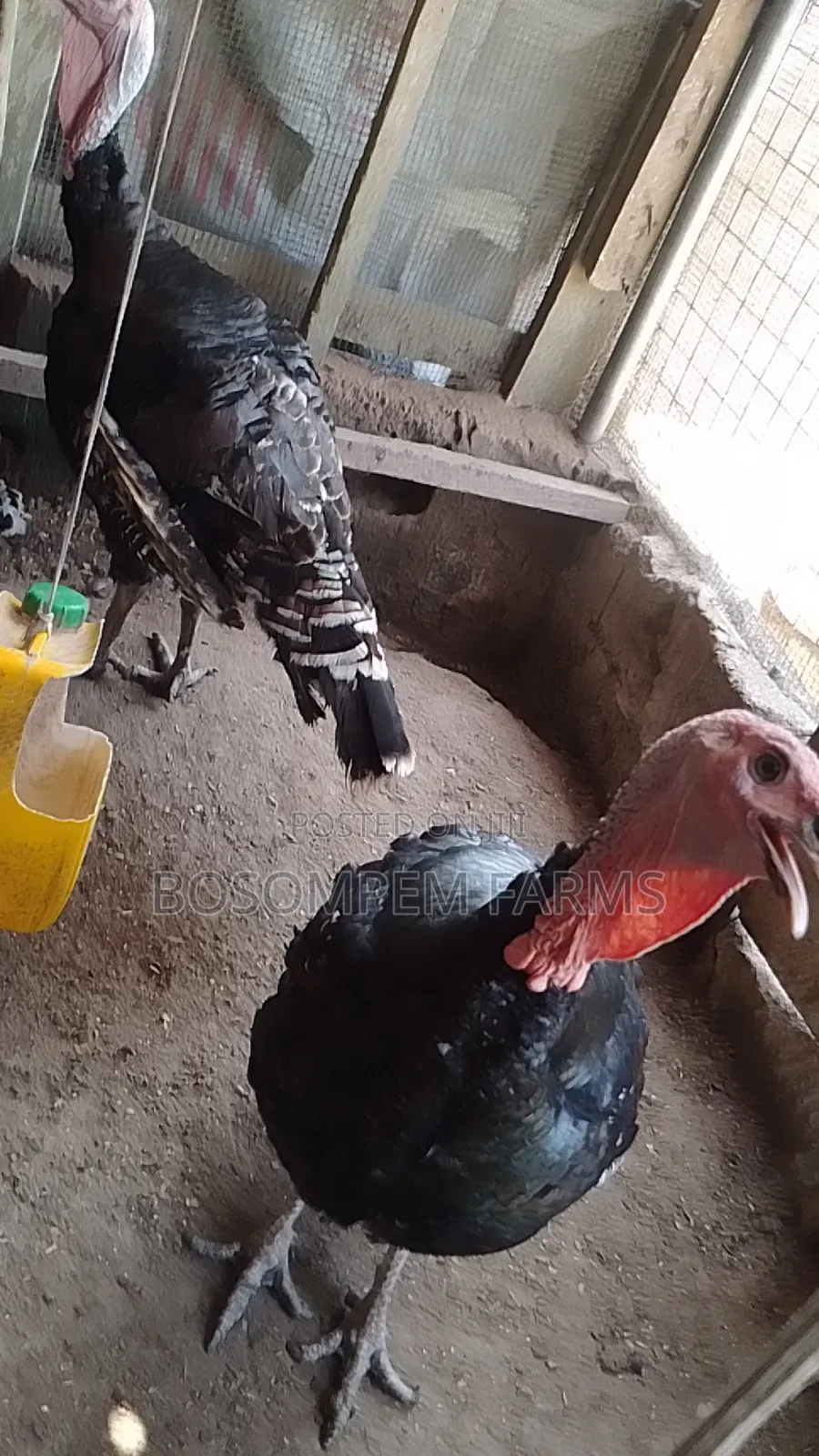Male Foreign Turkeys (Broad Breasted Bronze) for Sale.
