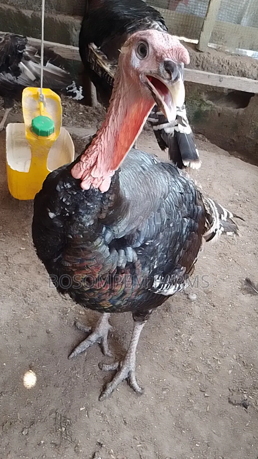 Male Foreign Turkeys (Broad Breasted Bronze) for Sale.