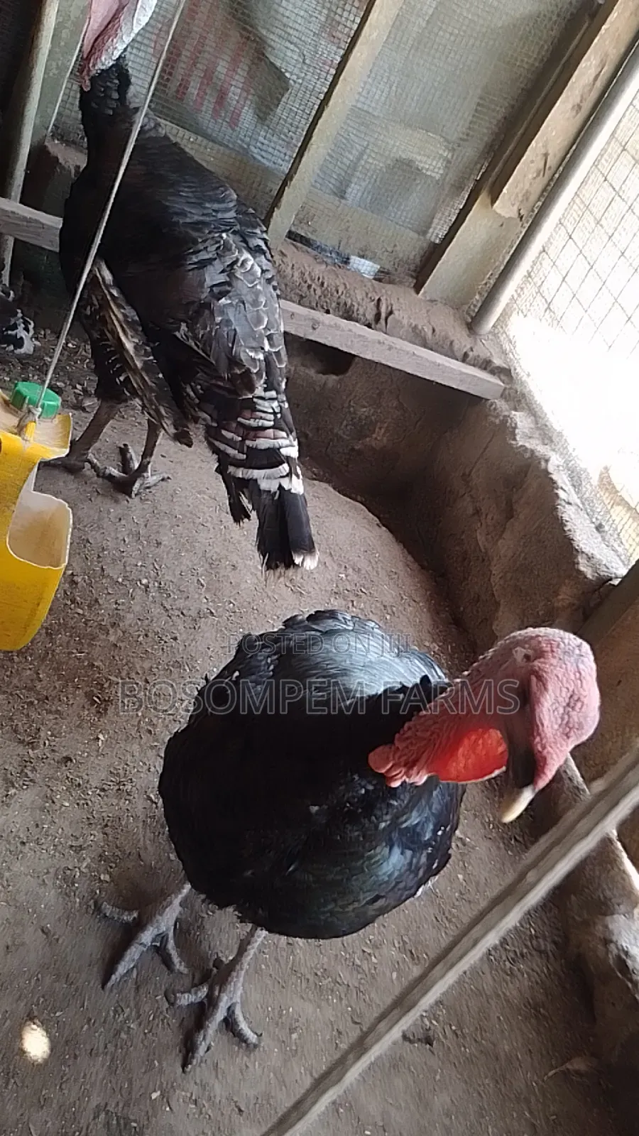 Male Foreign Turkeys (Broad Breasted Bronze) for Sale.