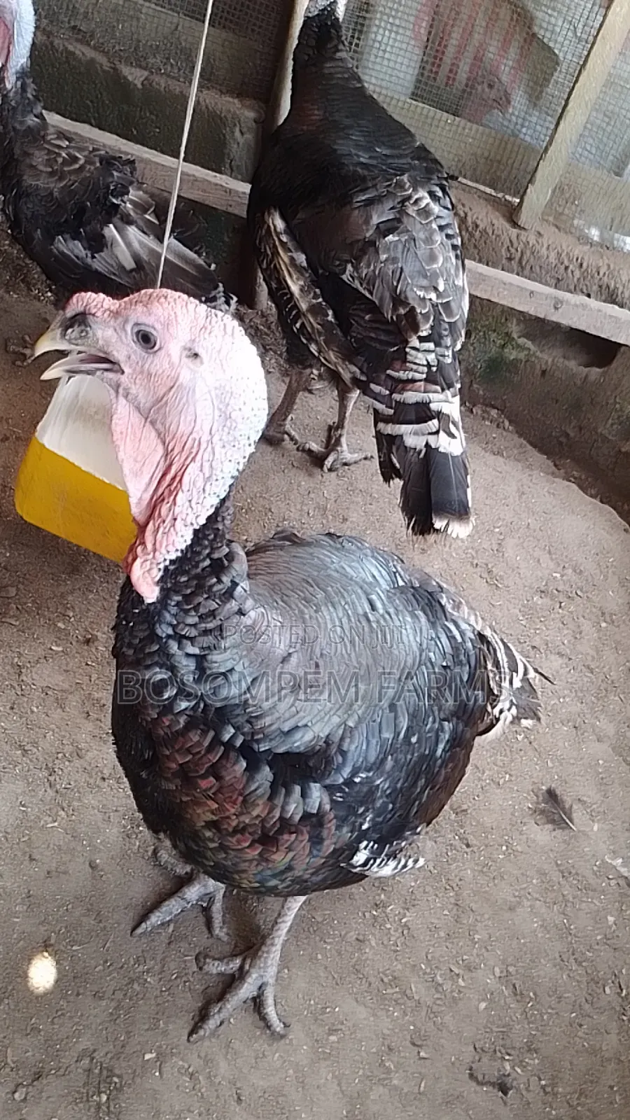 Male Foreign Turkeys (Broad Breasted Bronze) for Sale.