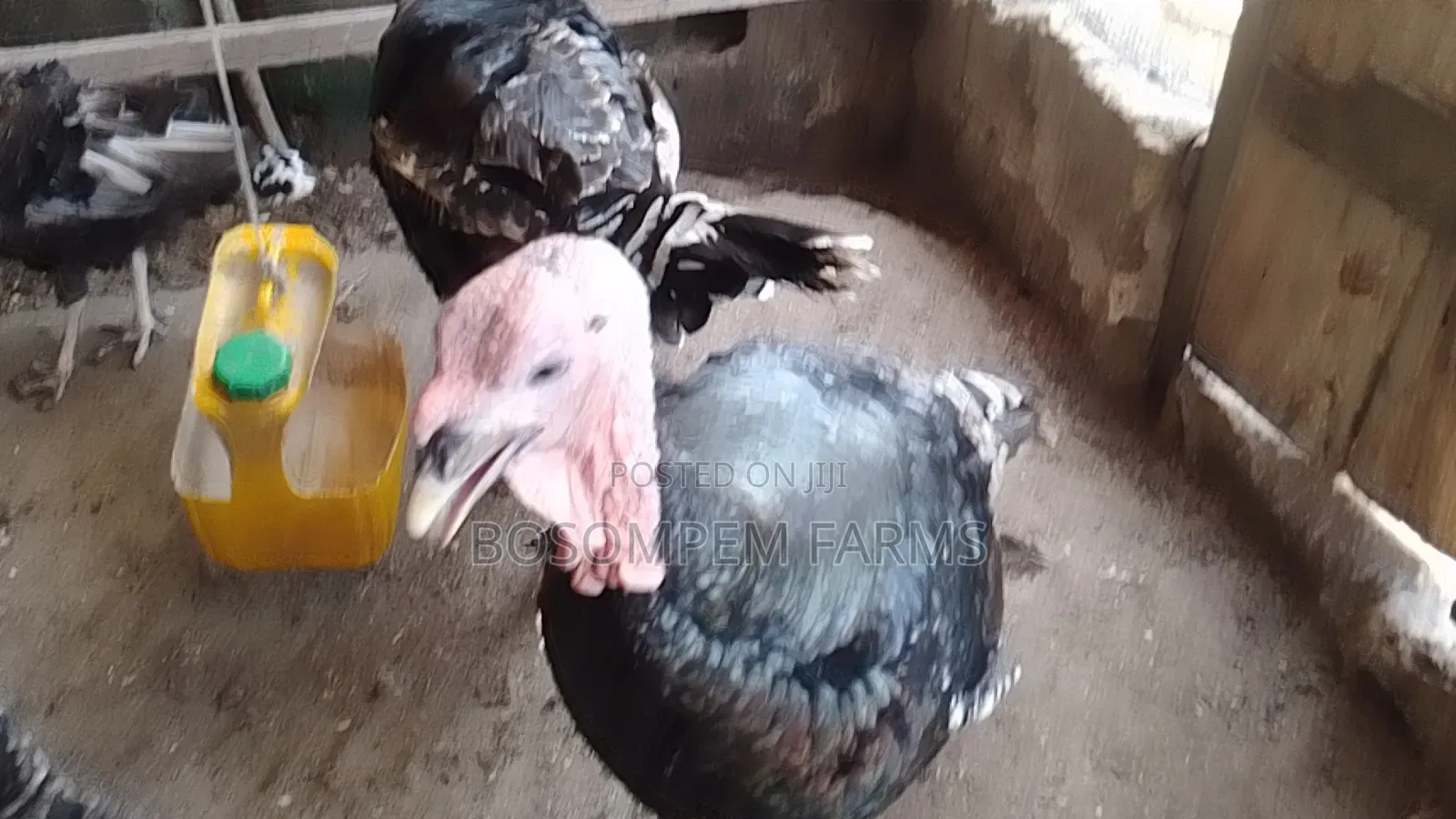 Male Foreign Turkeys (Broad Breasted Bronze) for Sale.