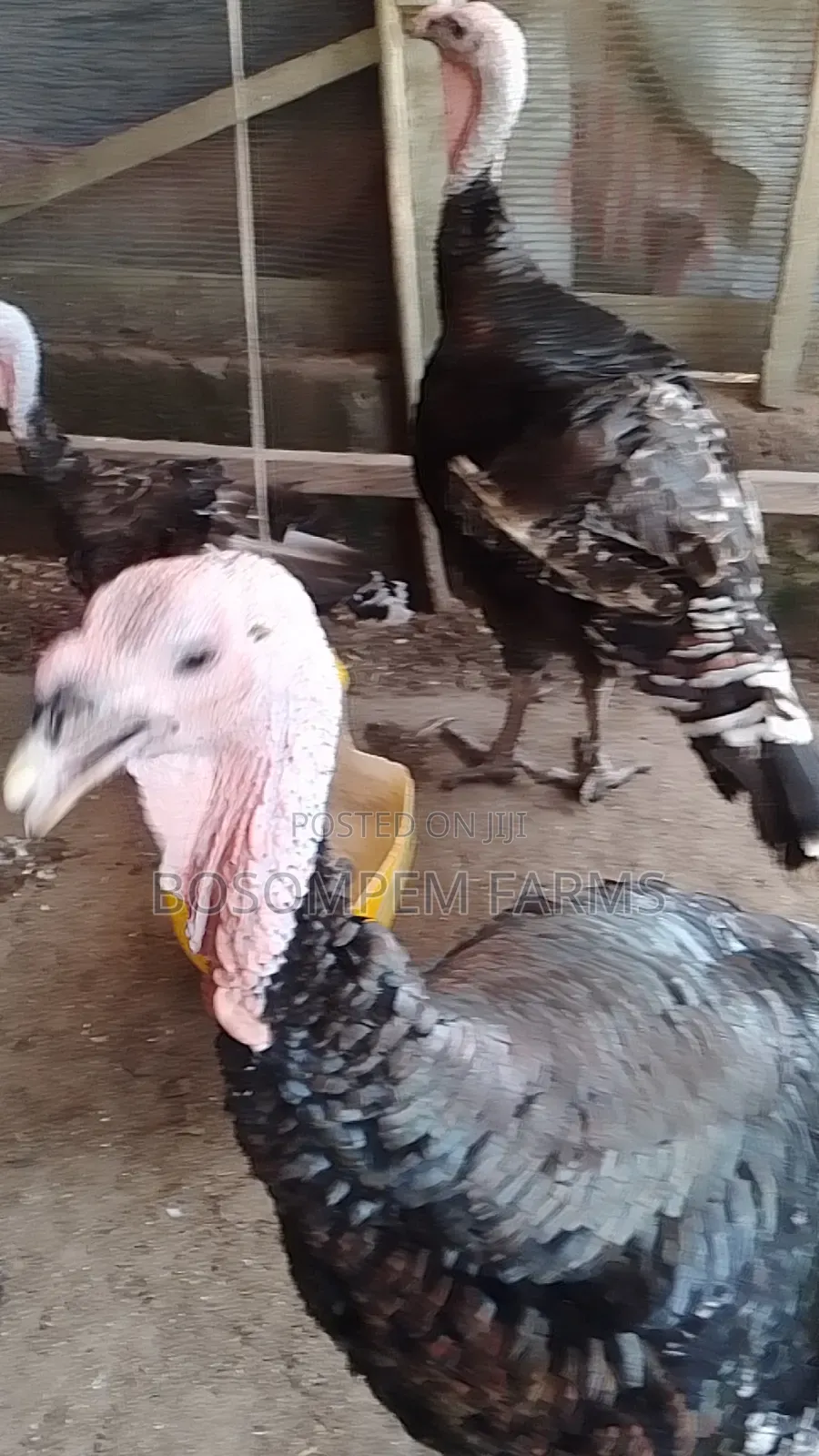Male Foreign Turkeys (Broad Breasted Bronze) for Sale.