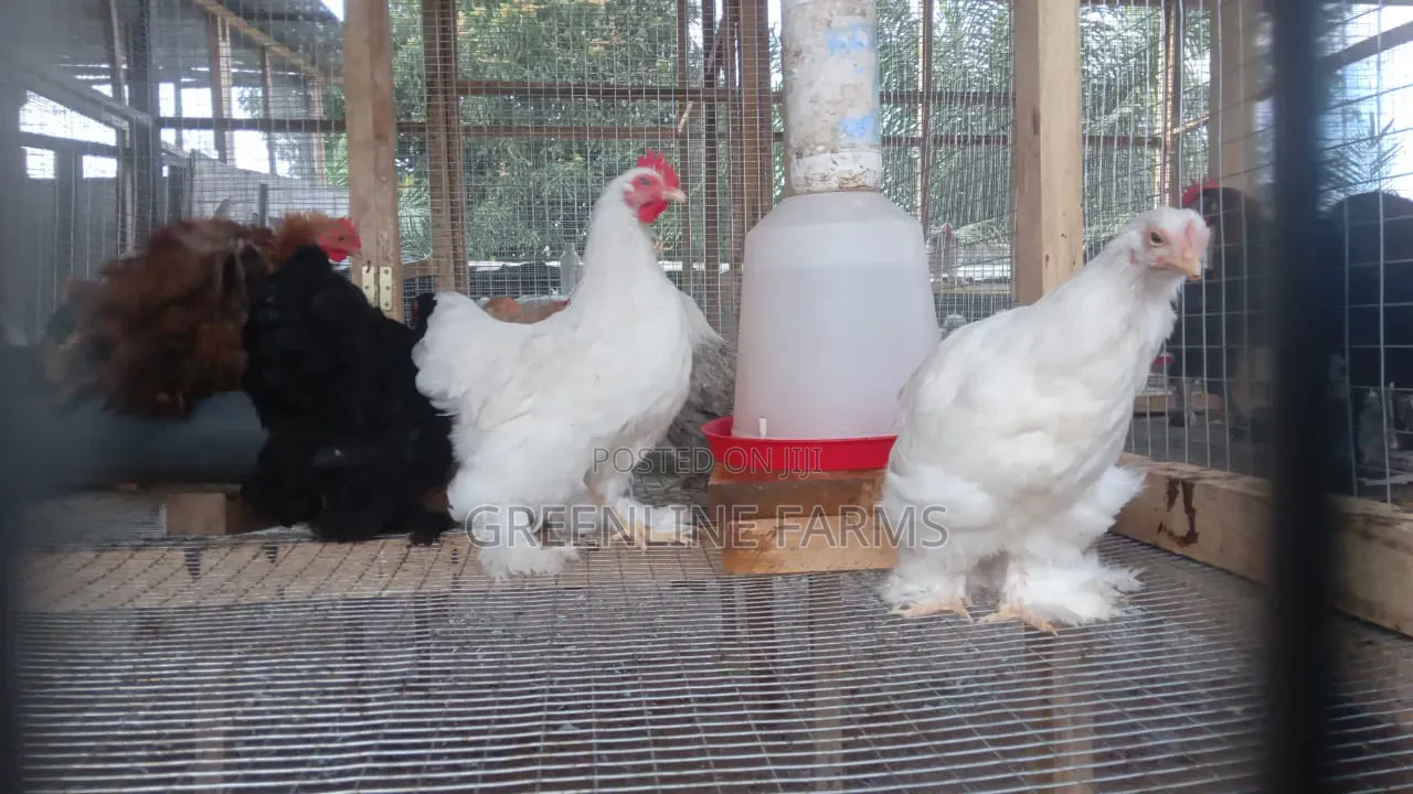 Bantam Brahma Chicken