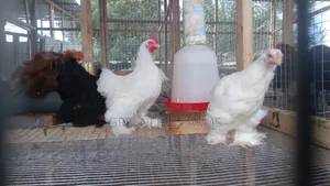 Bantam Brahma Chicken