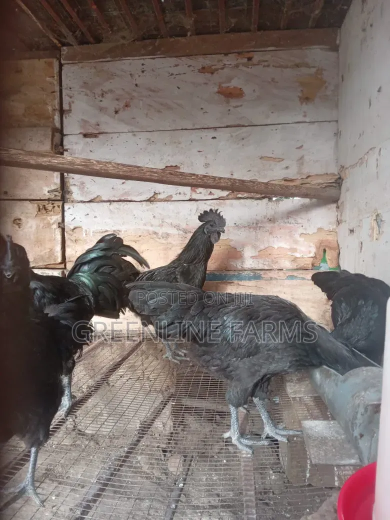 Ayam Cemani
