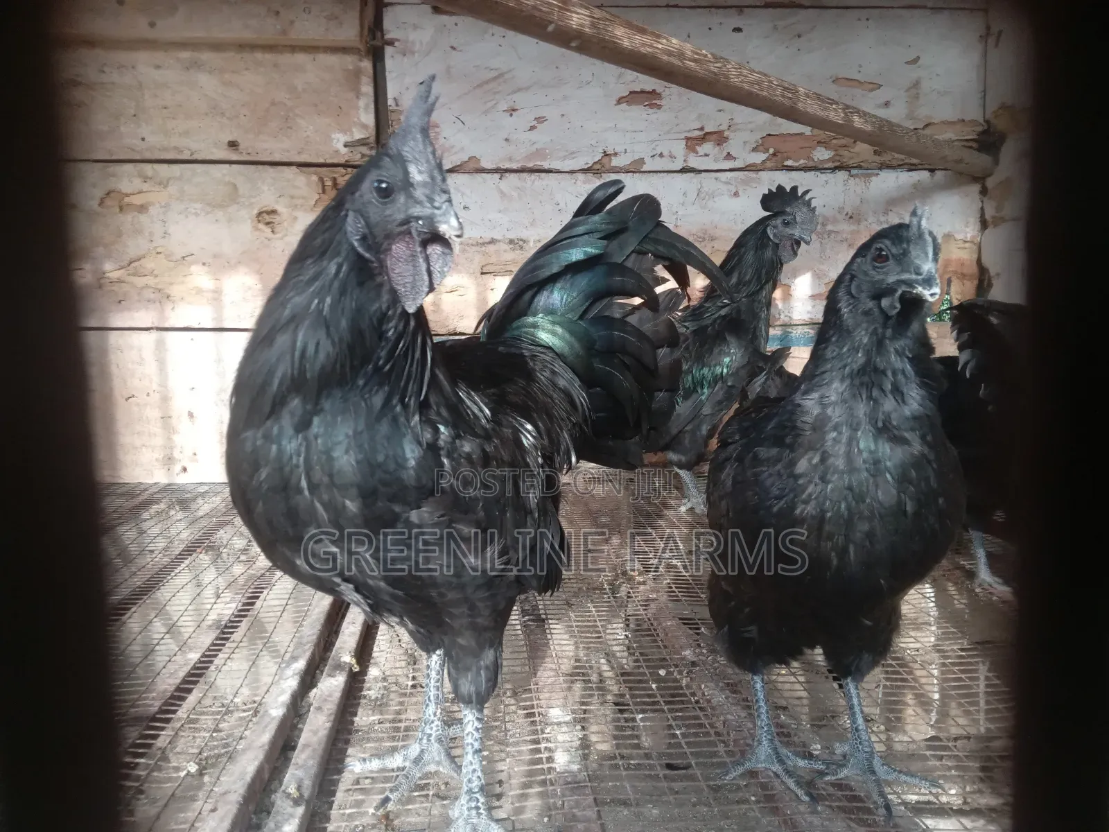 Ayam Cemani