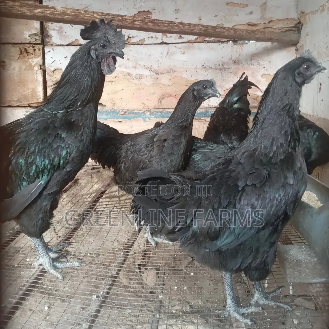 Ayam Cemani