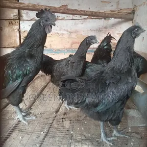 Ayam Cemani