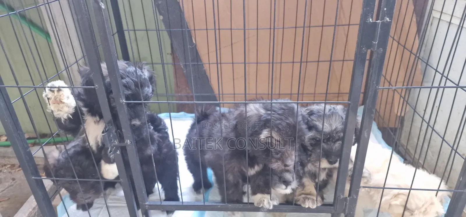 1-3 months Female Mixed Breed Poodle