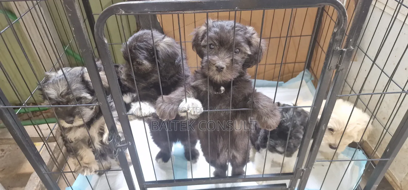 1-3 months Female Mixed Breed Poodle