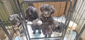 1-3 months Female Mixed Breed Poodle