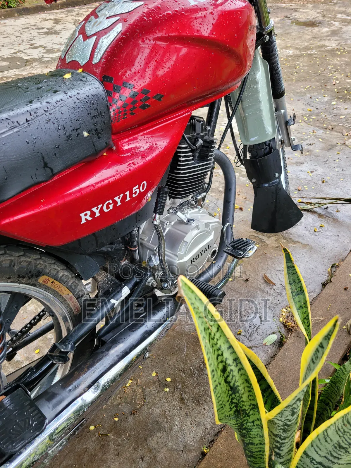 Royal RY150 2026 Red
