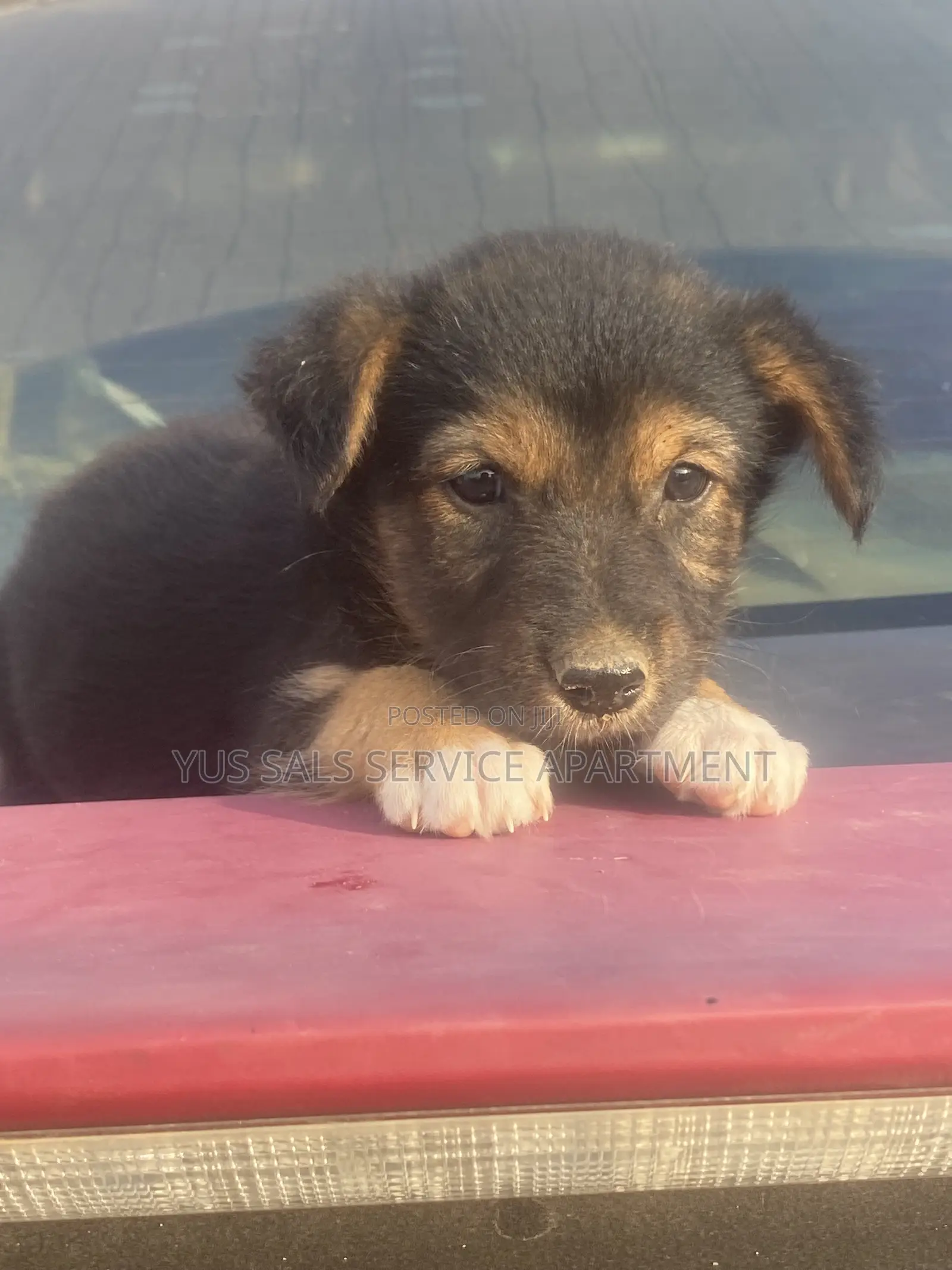 1-3 months Female Mixed Breed German Shepherd
