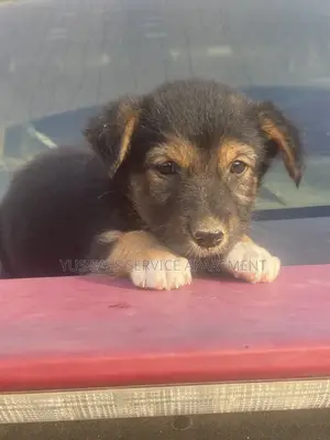 1-3 months Female Mixed Breed German Shepherd