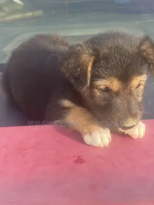 1-3 months Female Mixed Breed German Shepherd