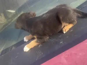 1-3 months Female Mixed Breed German Shepherd