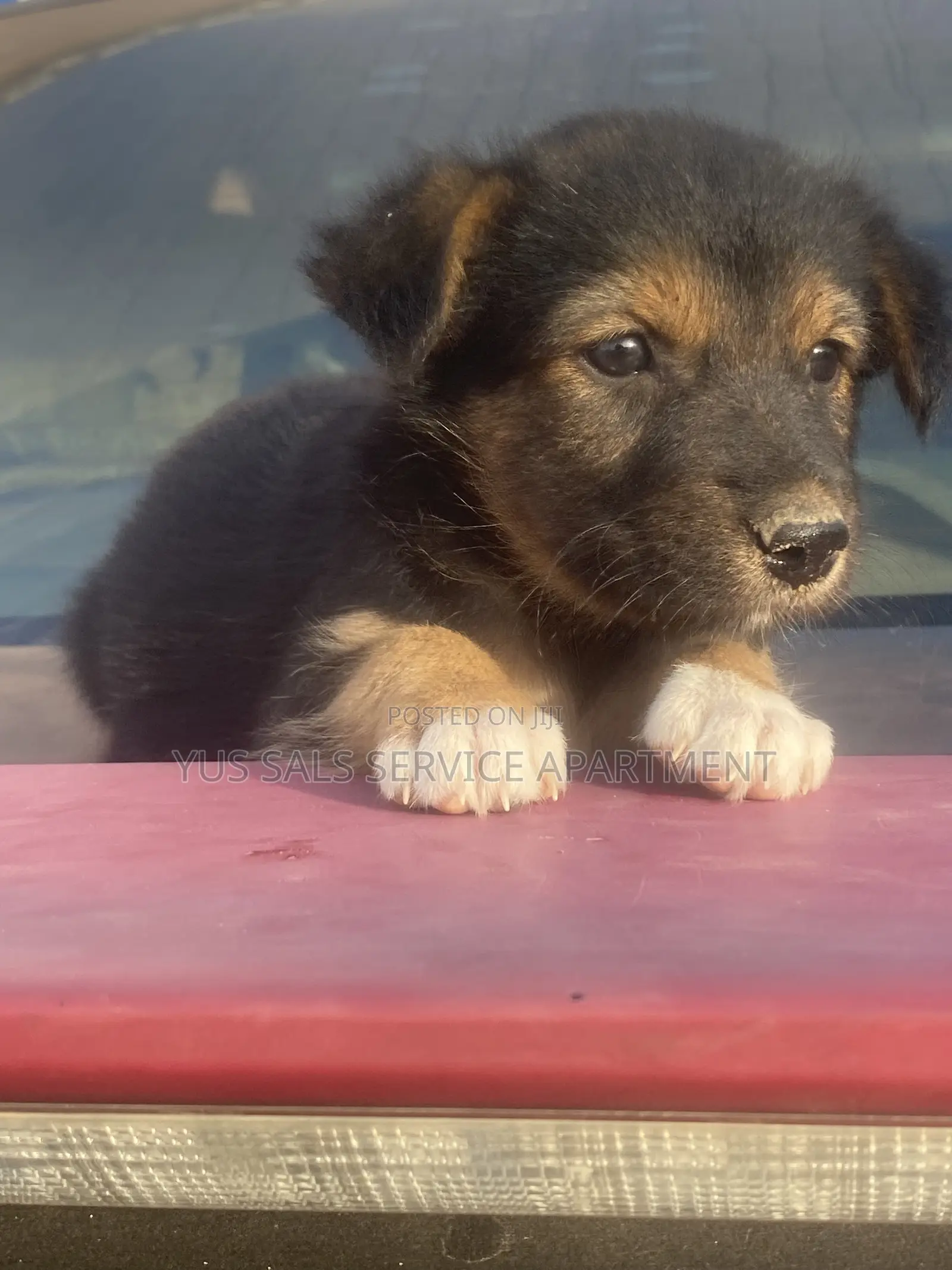 1-3 months Female Mixed Breed German Shepherd
