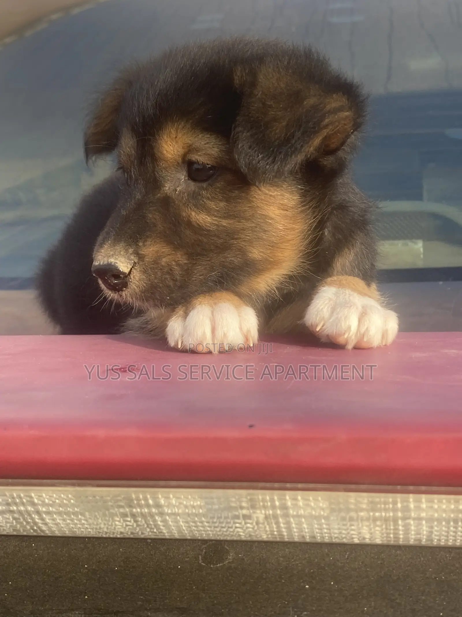 1-3 months Female Mixed Breed German Shepherd