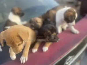 1-3 months Male Mixed Breed Dog