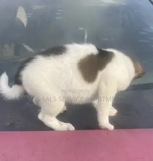 1-3 months Male Mixed Breed Dog