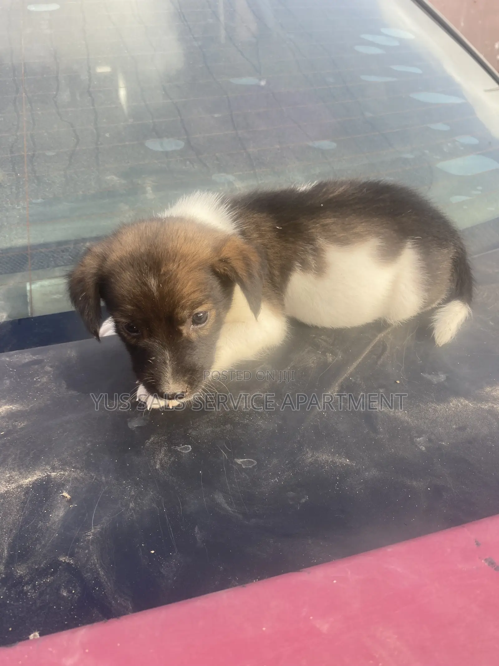 1-3 months Male Mixed Breed Dog