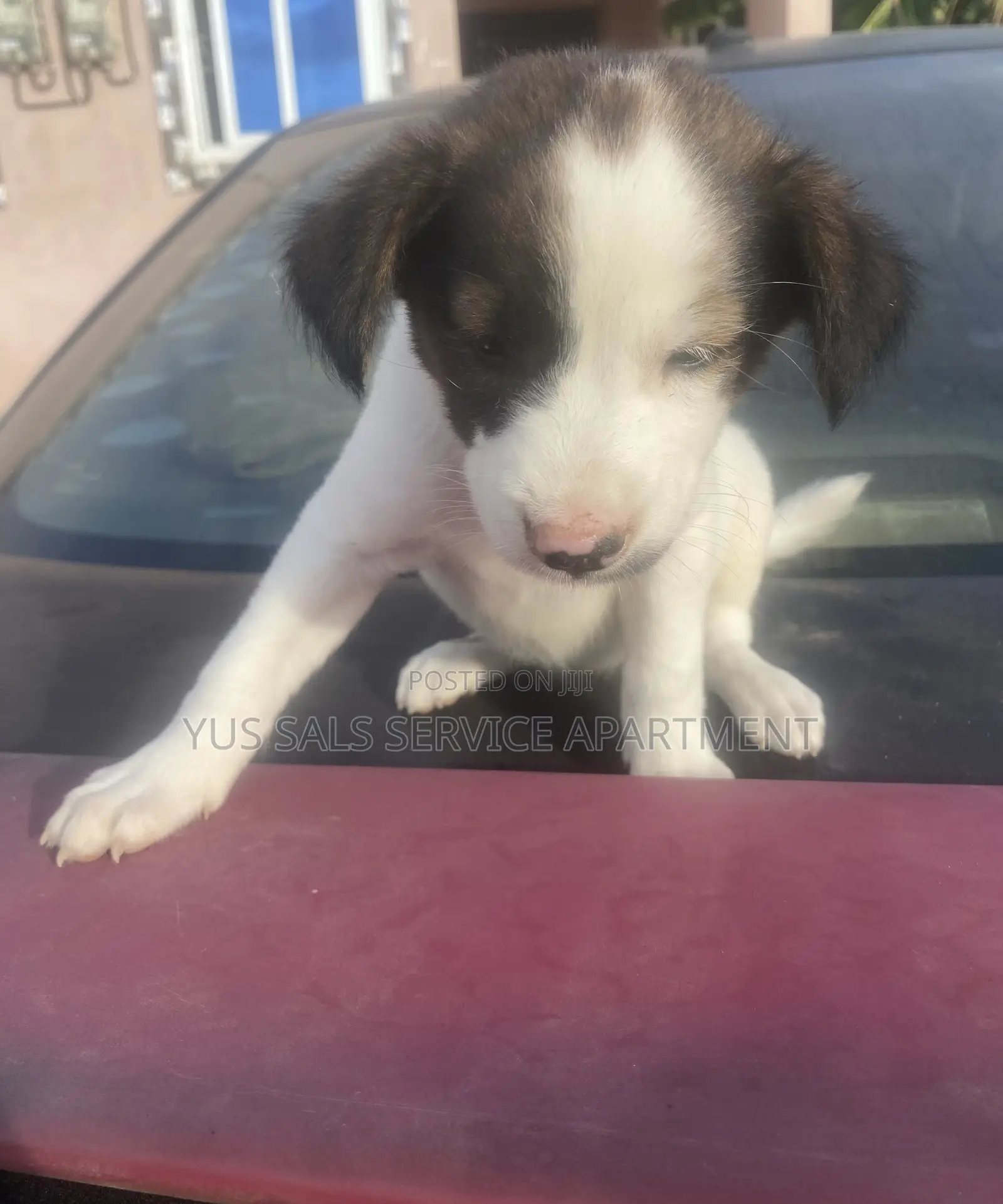 1-3 months Male Mixed Breed Dog