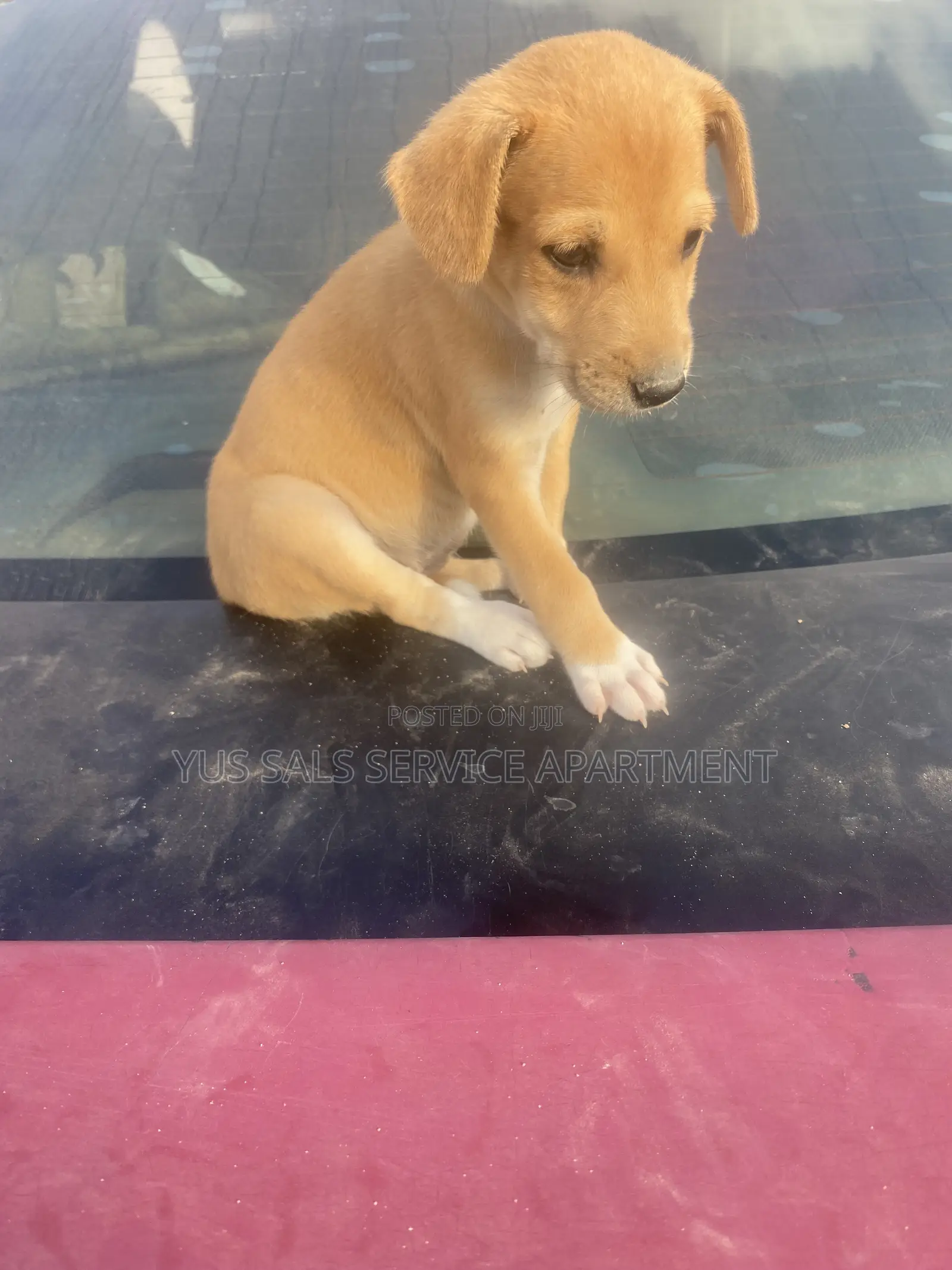1-3 months Male Mixed Breed Dog