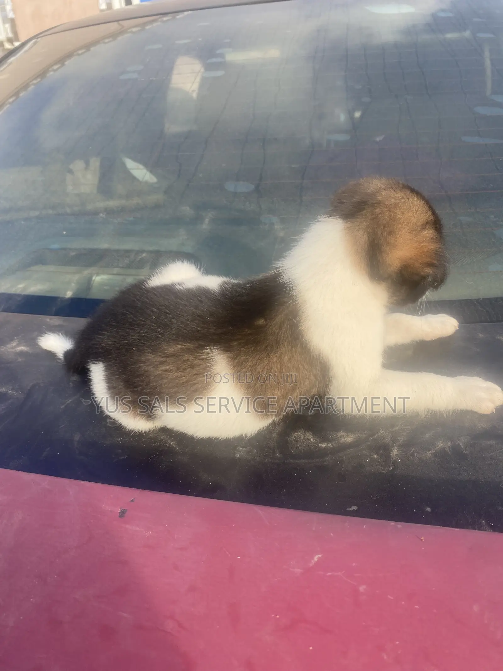 1-3 months Male Mixed Breed Dog