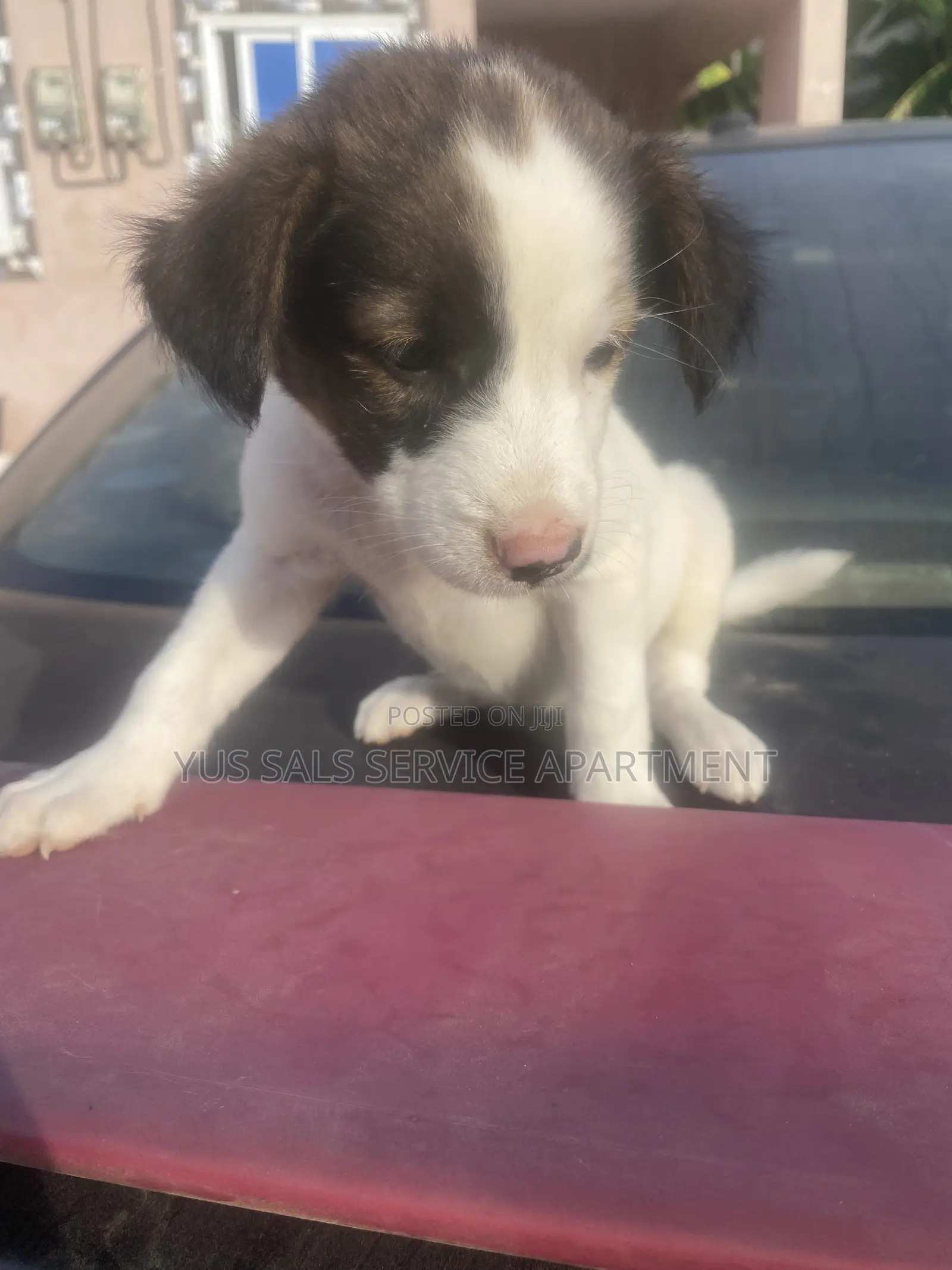 1-3 months Male Mixed Breed Dog