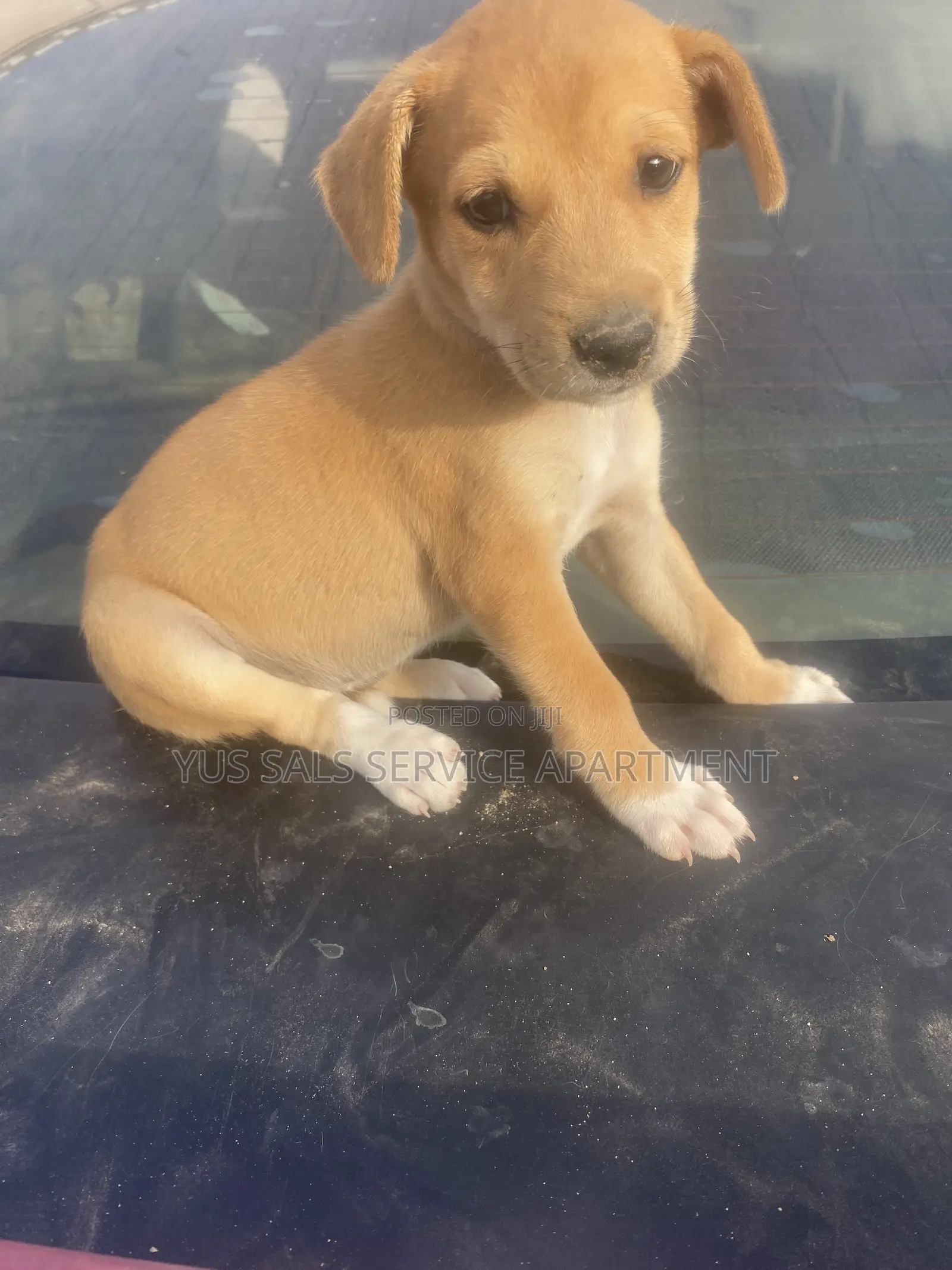 1-3 months Male Mixed Breed Dog
