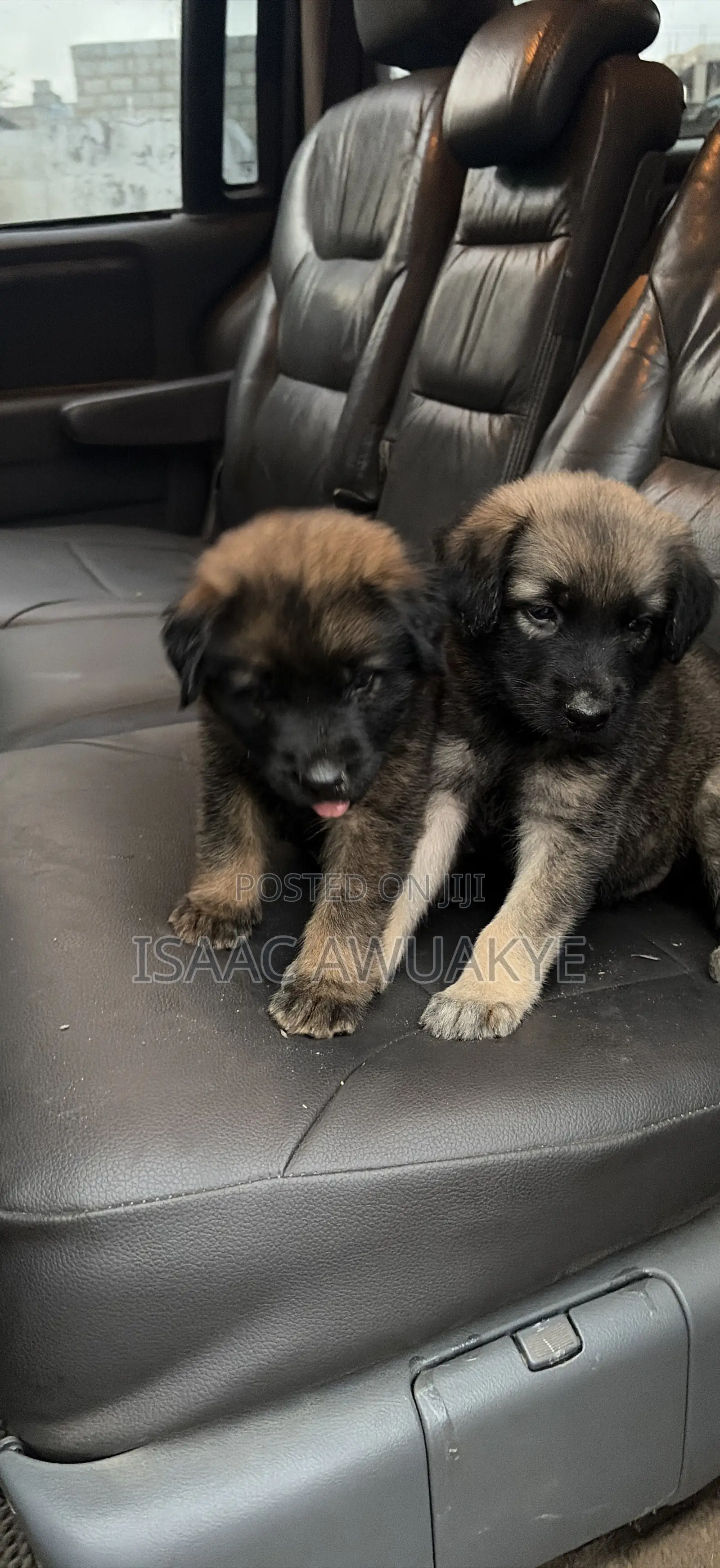 1-3 months Male Mixed Breed German Shepherd